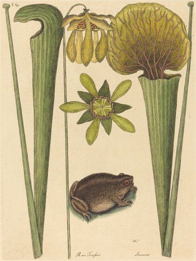 Landgrodan Rana, utgiven 1731-1743. av Mark Catesby