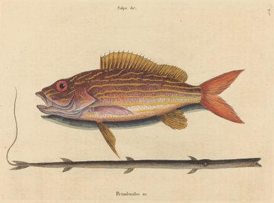 Lane-snapper Sparus synagris, publicerad 1731-1743. av Mark Catesby