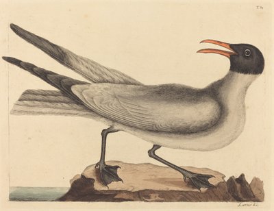 Skrattmåsen Larus articilla, publicerad 1731-1743. av Mark Catesby
