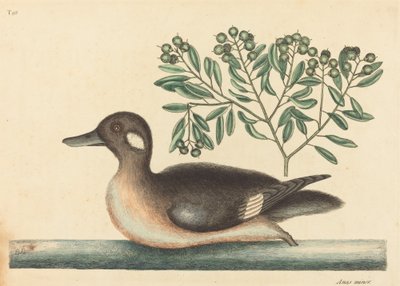 Den lilla brunankan (Anas rustica) av Mark Catesby
