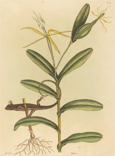 Lyonödlan (Lacerta 6-lineata) av Mark Catesby