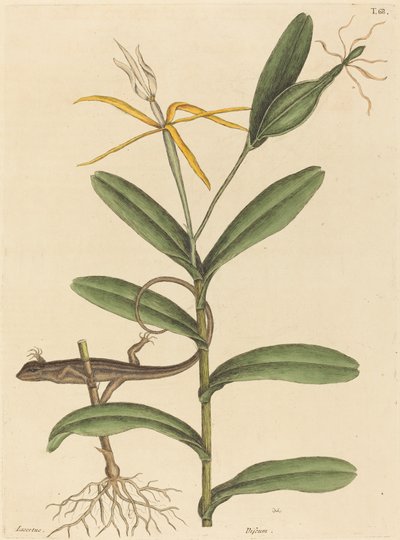 The Lyon Lizard Lacerta 6-lineata, publicerad 1731-1743. av Mark Catesby