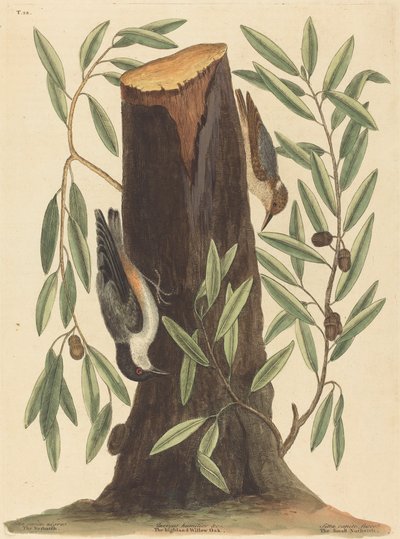 Nötväskan Sitta Europaea, publicerad 1754. av Mark Catesby