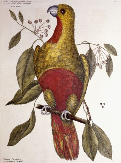 Paradisets papegoja, 1771 av Mark Catesby
