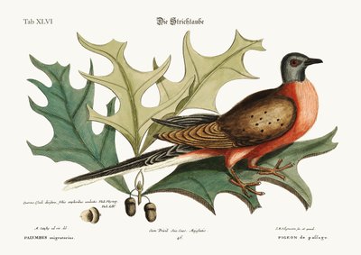Passageduvan, 1749-73 av Mark Catesby