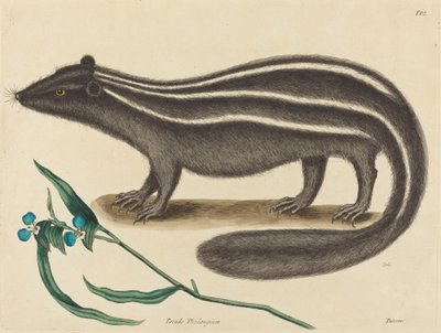 Polkatten Viverra putorius, publicerad 1731-1743. av Mark Catesby