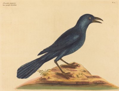The Purple Jack Daw Gracula Quiscula, publicerad 1731-1 av Mark Catesby