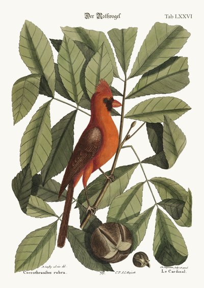 Den röda fågeln, 1749-73 av Mark Catesby