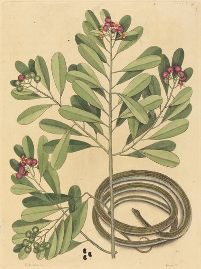 Bandormen (Coluber saurita) av Mark Catesby