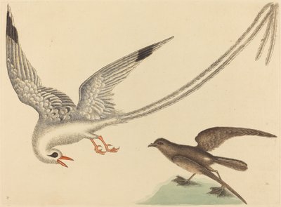 Risfågeln Emberiza oryzivora, publicerad 1731-1743. av Mark Catesby