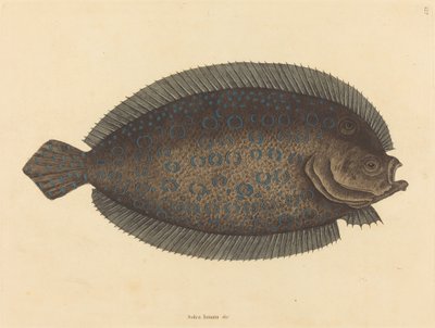 The Sole Pleuronectes lunatus, publicerad 1731-1743. av Mark Catesby