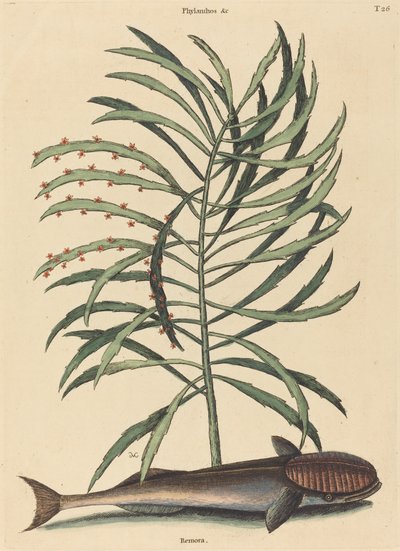 Den sugande fisken (Echeneis Naucratis) av Mark Catesby