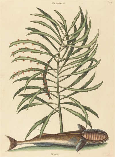 Den sugande fisken Echeneis naucratis, publicerad 1731-1743. av Mark Catesby
