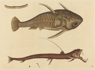 Viper-mouth Silurus cataphractus, publicerad 1731-1743. av Mark Catesby
