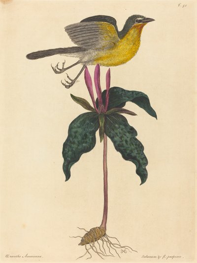 The Yellow-breasted Chat, publicerad 1754. av Mark Catesby