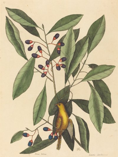 swedish av Mark Catesby
