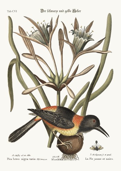 Den gula och svarta pajen, 1749-73 av Mark Catesby