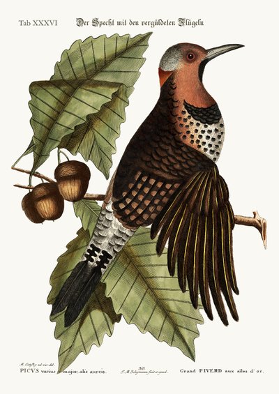 Den guldvingade hackspetten, 1749-73 av Mark Catesby