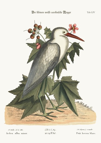 Den lilla vita hägern, 1749-73 av Mark Catesby