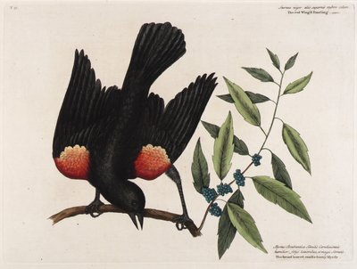 Den röda staren med vingar. Det bredbladiga ljusbäret Myrtle. av Mark Catesby