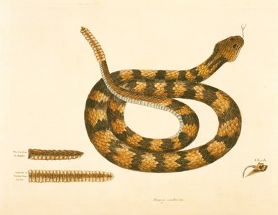 Viper Caudison Snake, Rattlesnake, tallrik 41, vol. 1, från "Natural History of Carolina, Florida och Bahamas" av Mark Catesby
