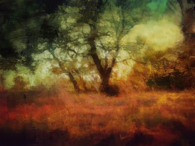 skogar vid Calke Abbey av Mark Gordon