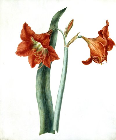 Amaryllis, ca 1790 av Martha Tuthill