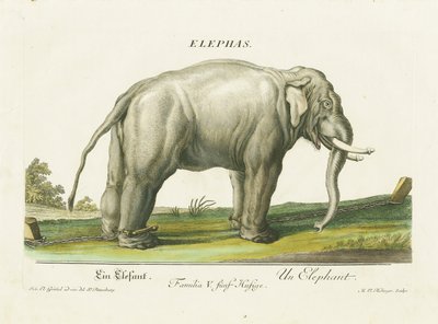 Asiatisk elefant i kedjor av Martin Elias Ridinger