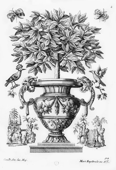 Citrusträd, c.1735 av Martin Engelbrecht