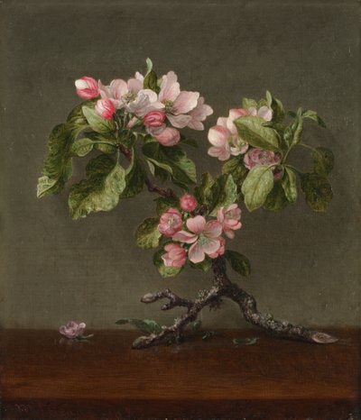 Äppelblom av Martin Johnson Heade