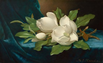 Jättelika magnolior på en blå sammetsduk av Martin Johnson Heade