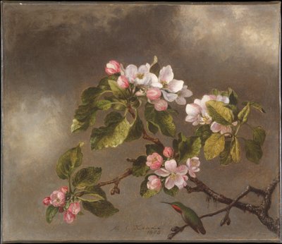 Kolibri och äppelblom av Martin Johnson Heade