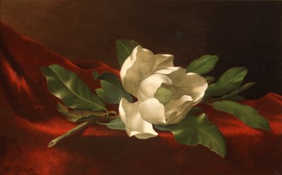 Magnolia, ca 1885-95 (olja på duk) av Martin Johnson Heade