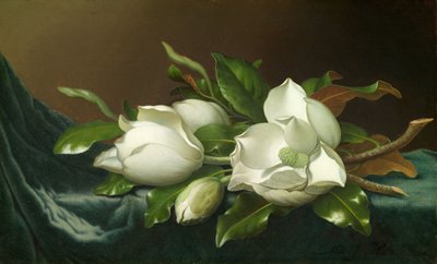 Magnolior på ljusblå sammetsduk av Martin Johnson Heade