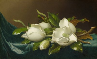 Magnolior på ljusblå sammetsduk, 188595. av Martin Johnson Heade