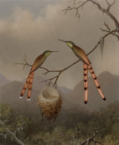 Två kolibrier med sina ungar av Martin Johnson Heade