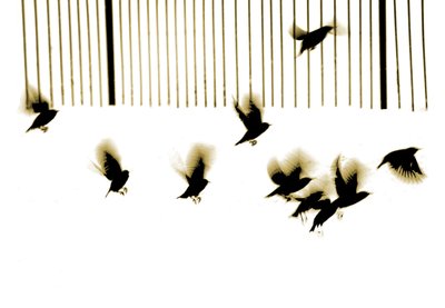 Starlings, 2003 (fotogravyr) av Martin Mossop