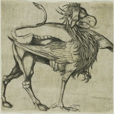 Griffin av Martin Schongauer