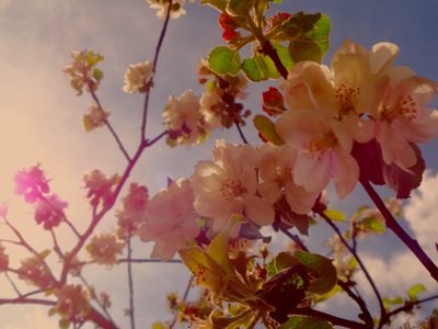 Blommande träd2 av Martina Konitzky
