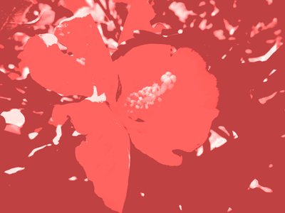 blomma av Martina Konitzky