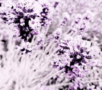 Lavendel lila silver av Martina Konitzky