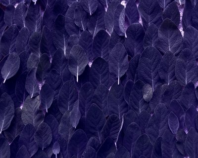 salvia av Martina Konitzky