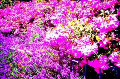 Framgård med rosor och lavendel av Martina Konitzky