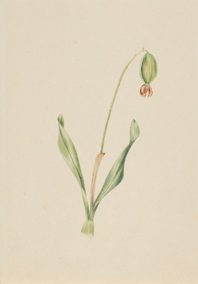(Utan titel) (Växtstudie) av Mary Vaux Walcott