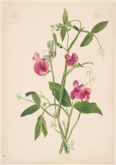 (Utan titel--Blomststudie) av Mary Vaux Walcott