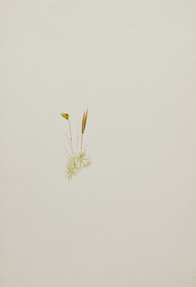 (Utan titel--Blomststudie) av Mary Vaux Walcott