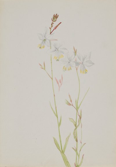 (Utan titel--Blomststudie) av Mary Vaux Walcott