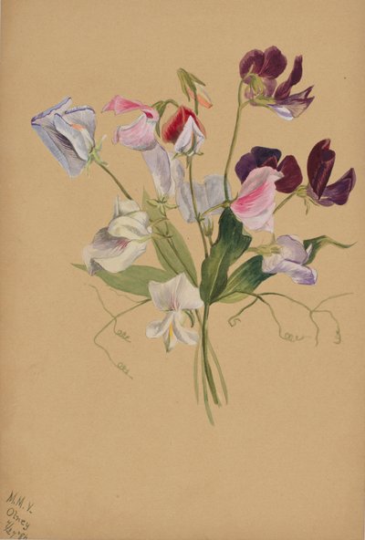 (Utan titel--Blomststudie) av Mary Vaux Walcott