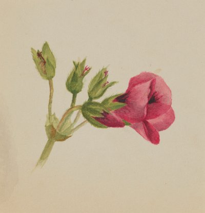 (Utan titel--Blomststudie) av Mary Vaux Walcott
