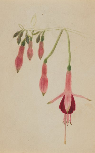 (Utan titel--Blomststudie) av Mary Vaux Walcott